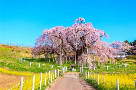 子孫樹|日本三大桜・三春滝桜の子孫、福島県の「滝桜ファミリー」13選。